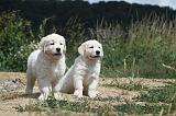 GOLDEN RETRIEVER 623